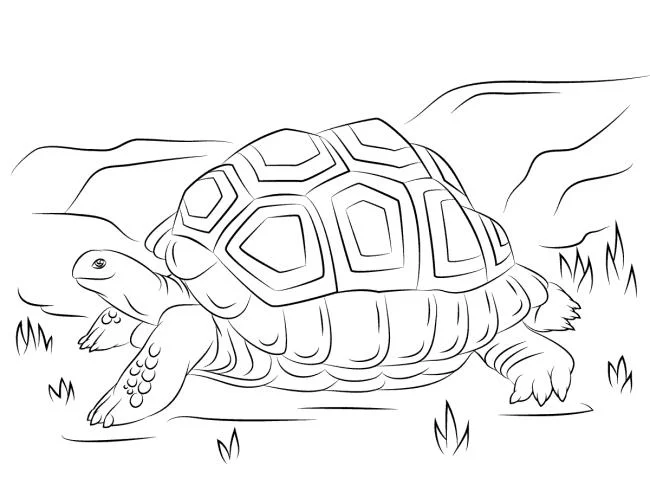Koleksi gambar mewarnai paling indah untuk kura-kura bayi