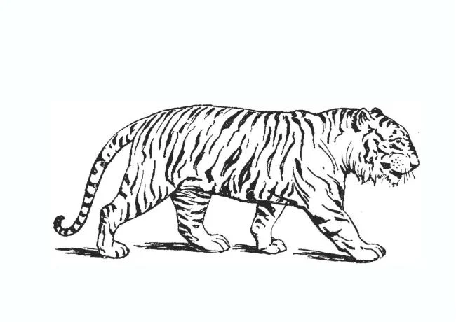 Résumé des images à colorier des animaux vivant dans la forêt