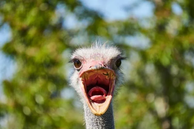 Koleksi gambar burung unta yang paling indah