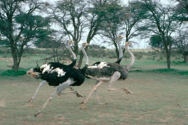 Koleksi gambar burung unta yang paling indah