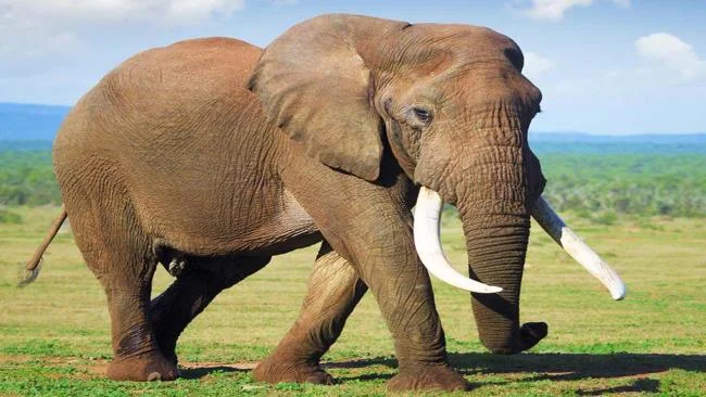 En güzel filin özeti