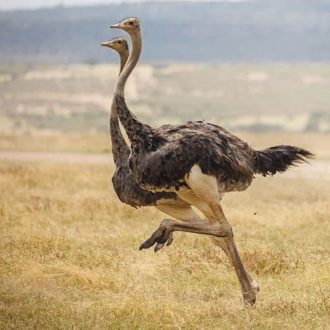 Koleksi gambar burung unta yang paling indah