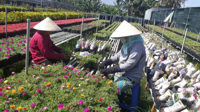 The origin of the flower ten hours