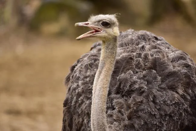 Koleksi gambar burung unta yang paling indah