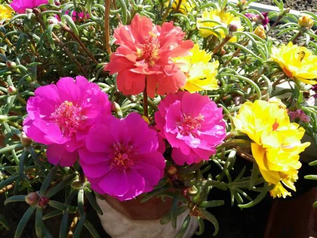 The meaning of the ten o'clock flower