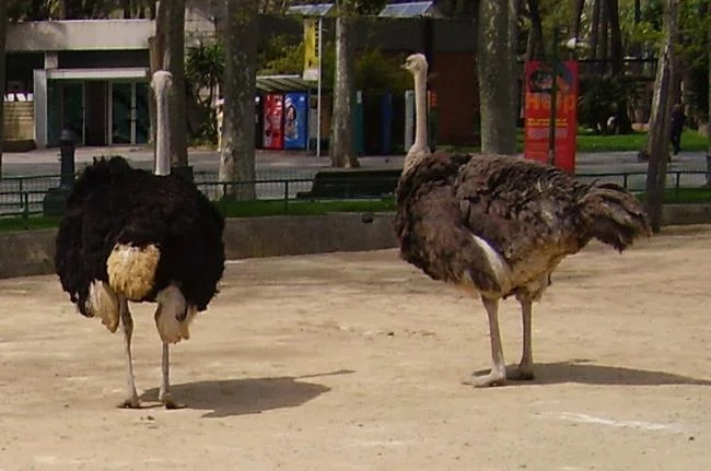 Koleksi gambar burung unta yang paling indah