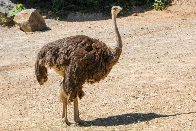 Koleksi gambar burung unta yang paling indah