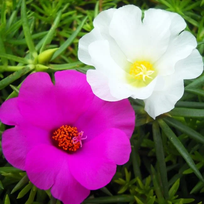 Pictures ten beautiful flowers mean