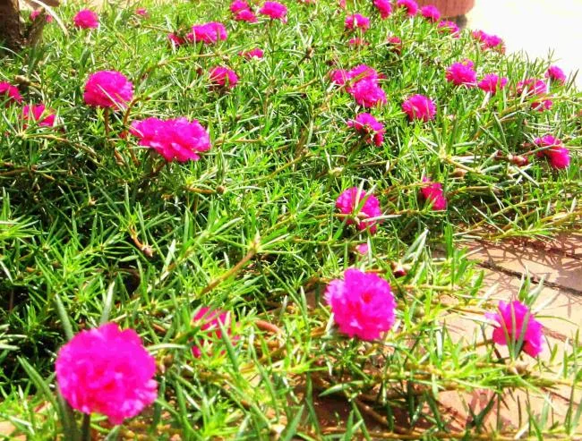 Pictures ten beautiful flowers mean