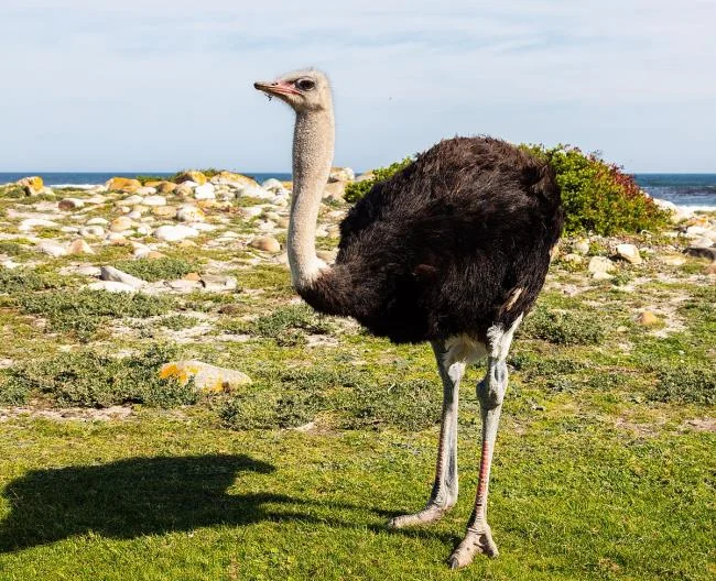 Koleksi gambar burung unta yang paling indah