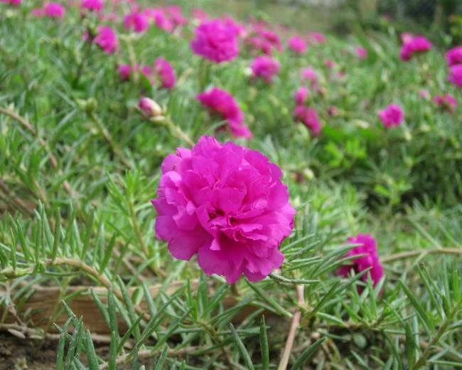 Pictures ten beautiful flowers mean