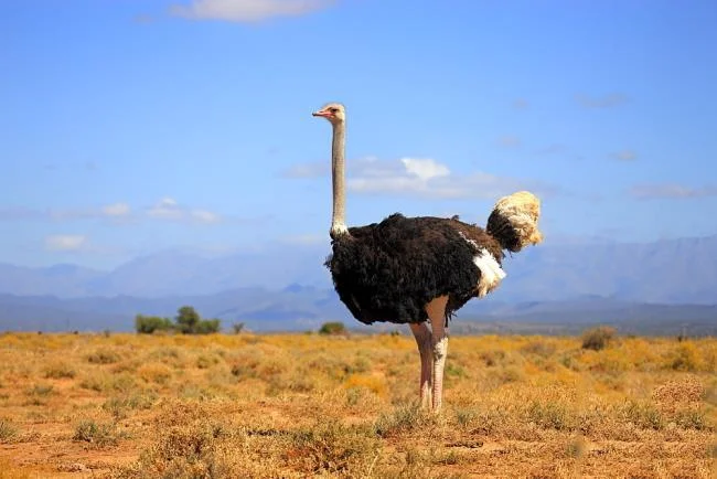 Koleksi gambar burung unta yang paling indah