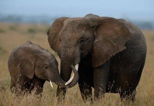 En güzel filin özeti