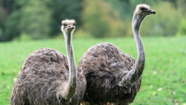 Koleksi gambar burung unta yang paling indah
