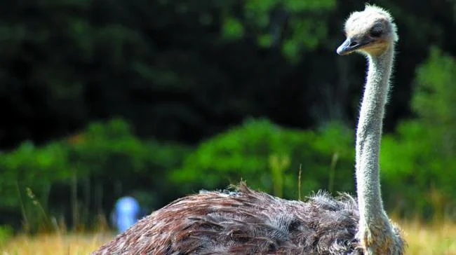 Koleksi gambar burung unta yang paling indah