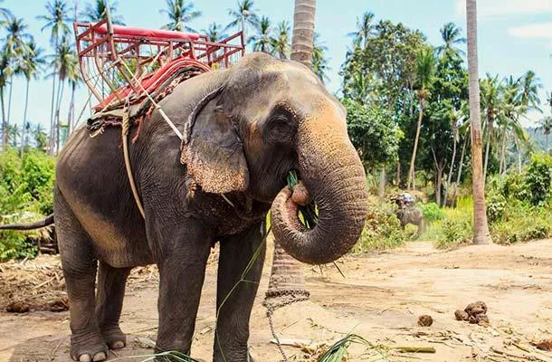 En güzel filin özeti