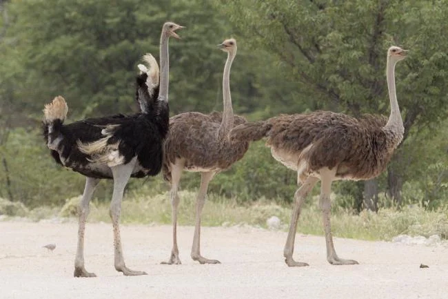 Koleksi gambar burung unta yang paling indah