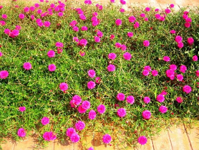 Pictures ten beautiful flowers mean