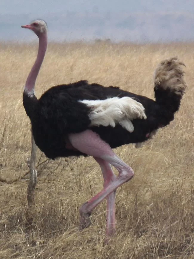 Koleksi gambar burung unta yang paling indah
