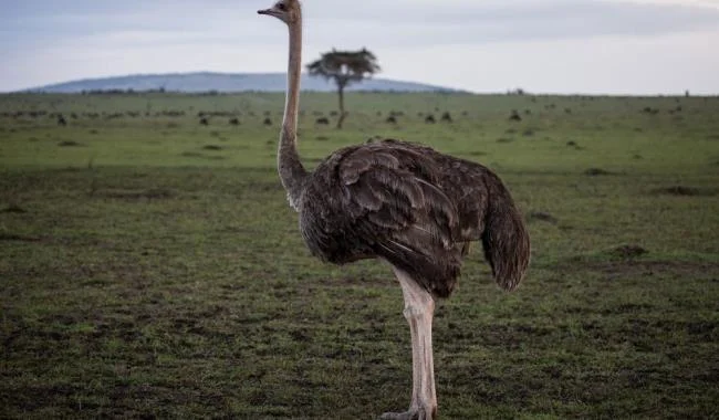 Koleksi gambar burung unta yang paling indah