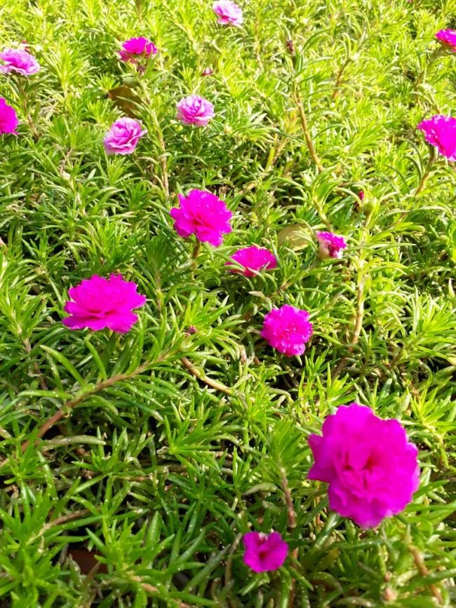 Pictures ten beautiful flowers mean