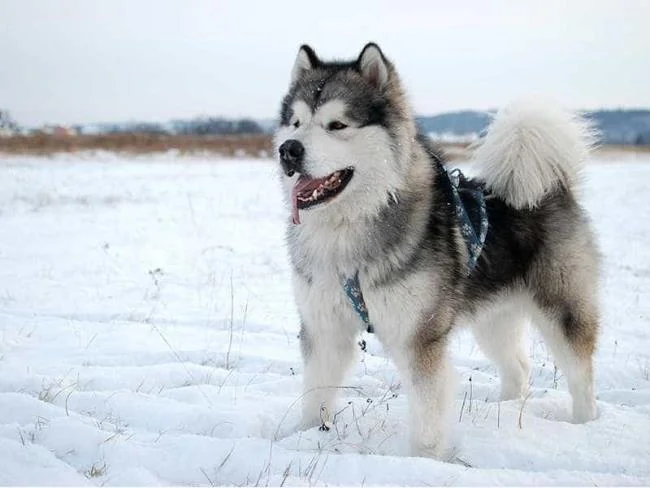 Koleksi gambar anjing Alaska yang paling indah
