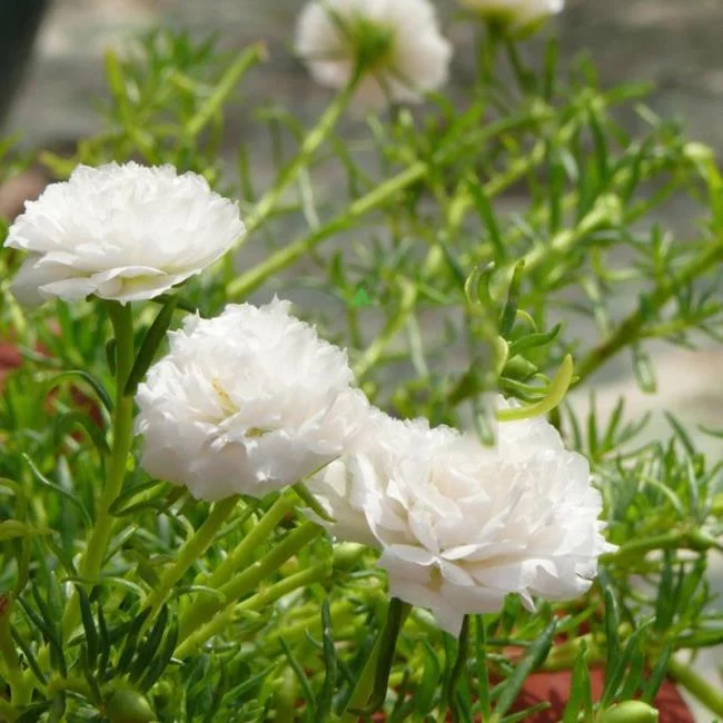 Pictures ten beautiful flowers mean