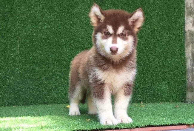 Koleksi gambar anjing Alaska yang paling indah