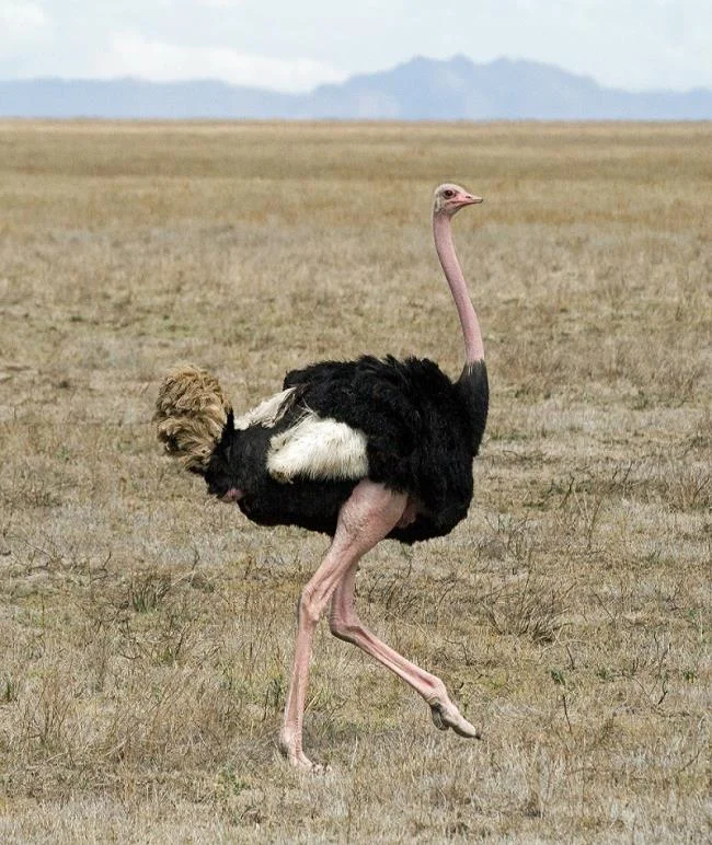 Koleksi gambar burung unta yang paling indah