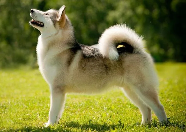 Koleksi gambar anjing Alaska yang paling indah