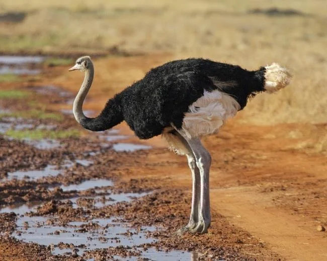 Koleksi gambar burung unta yang paling indah
