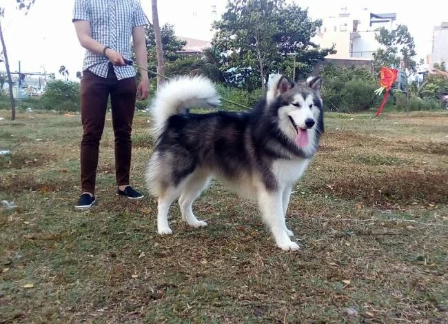 Koleksi gambar anjing Alaska yang paling indah