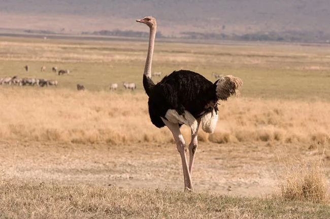 Koleksi gambar burung unta yang paling indah