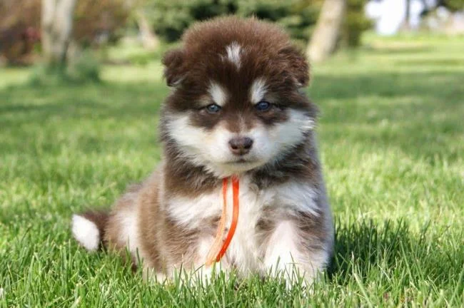 Koleksi gambar anjing Alaska yang paling indah