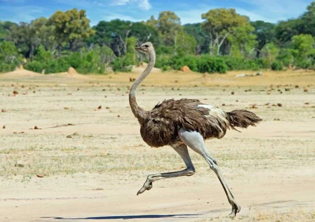 Koleksi gambar burung unta yang paling indah