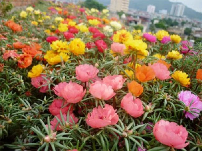 Pictures ten beautiful flowers mean