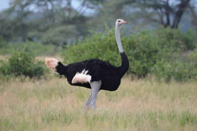 Koleksi gambar burung unta yang paling indah