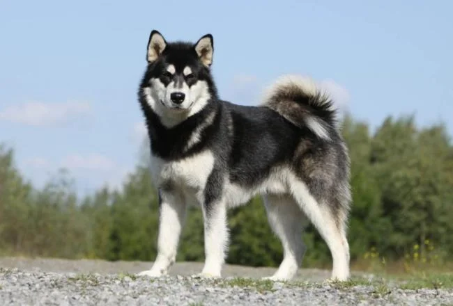 Koleksi gambar anjing Alaska yang paling indah