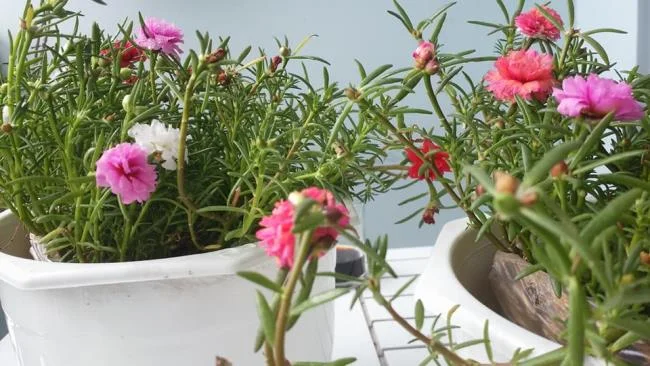 Pictures ten beautiful flowers mean