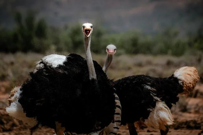 Koleksi gambar burung unta yang paling indah