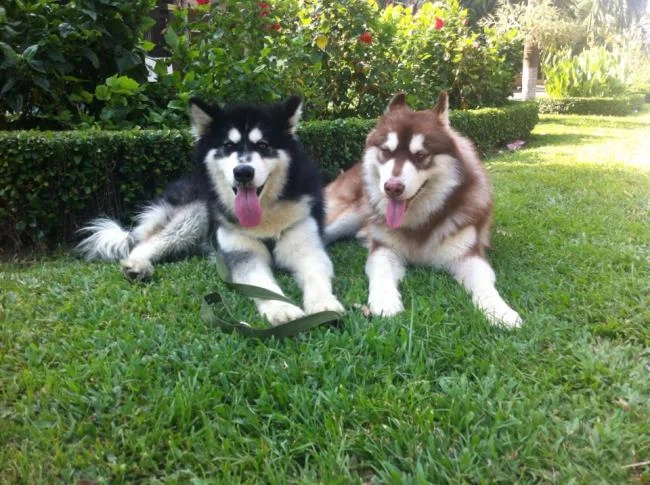 Koleksi gambar anjing Alaska yang paling indah
