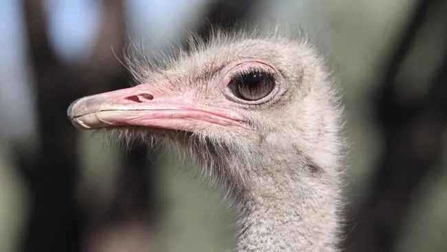 Koleksi gambar burung unta yang paling indah