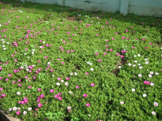 Pictures ten beautiful flowers mean