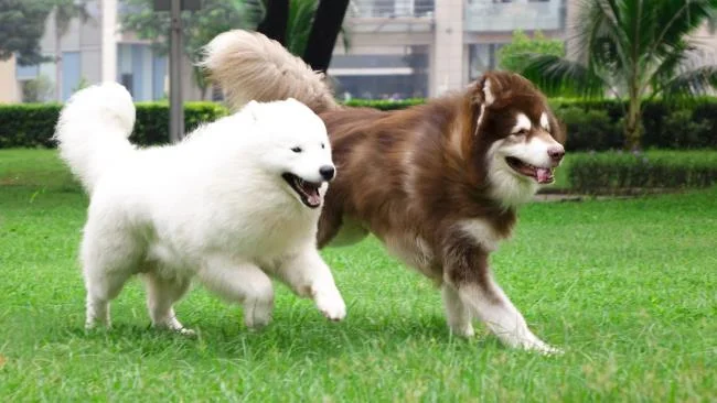 Koleksi gambar anjing Alaska yang paling indah