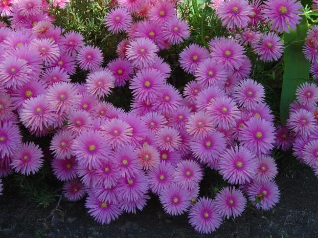 Pictures ten beautiful flowers mean