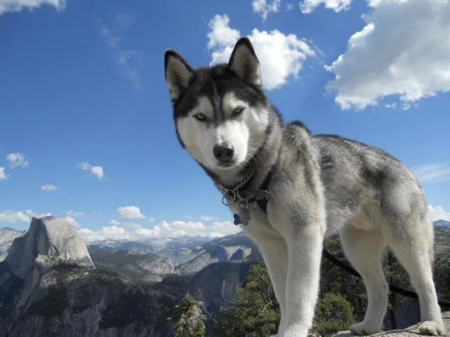 Koleksi gambar anjing Alaska yang paling indah