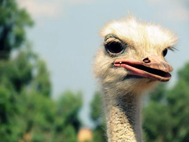 Koleksi gambar burung unta yang paling indah