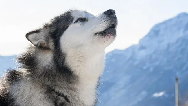 Koleksi gambar anjing Alaska yang paling indah