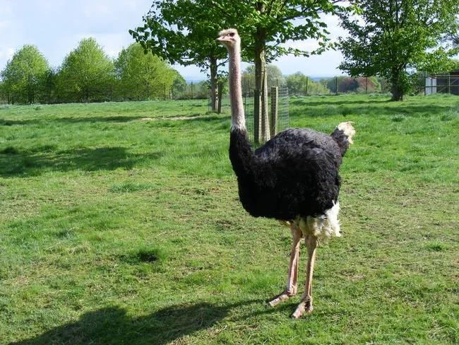 Koleksi gambar burung unta yang paling indah