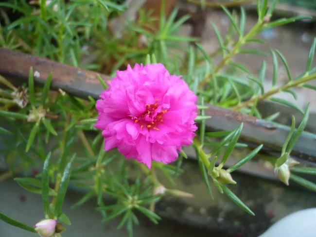 Pictures ten beautiful flowers mean